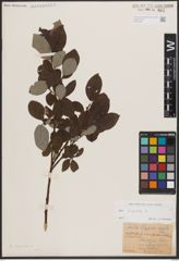 Foto von Salix caprea L.